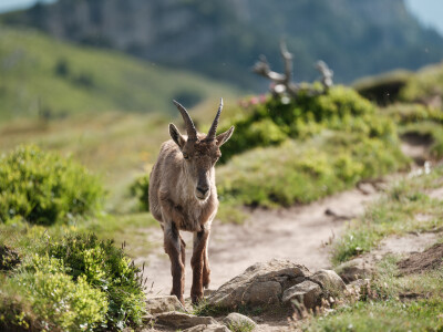Niederhorn Steinbock
