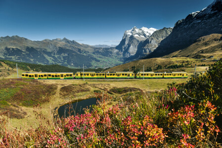 Wengernalpbahn Zug vor Wetterhorn mit Blumen