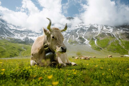 Tiere Anja Zurbruegg