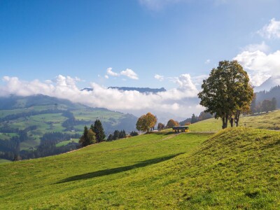 Schallenberg Header gross