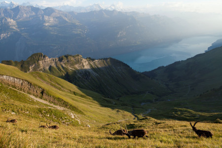 2021 Brienzer Rothorn Abend Steinboecke