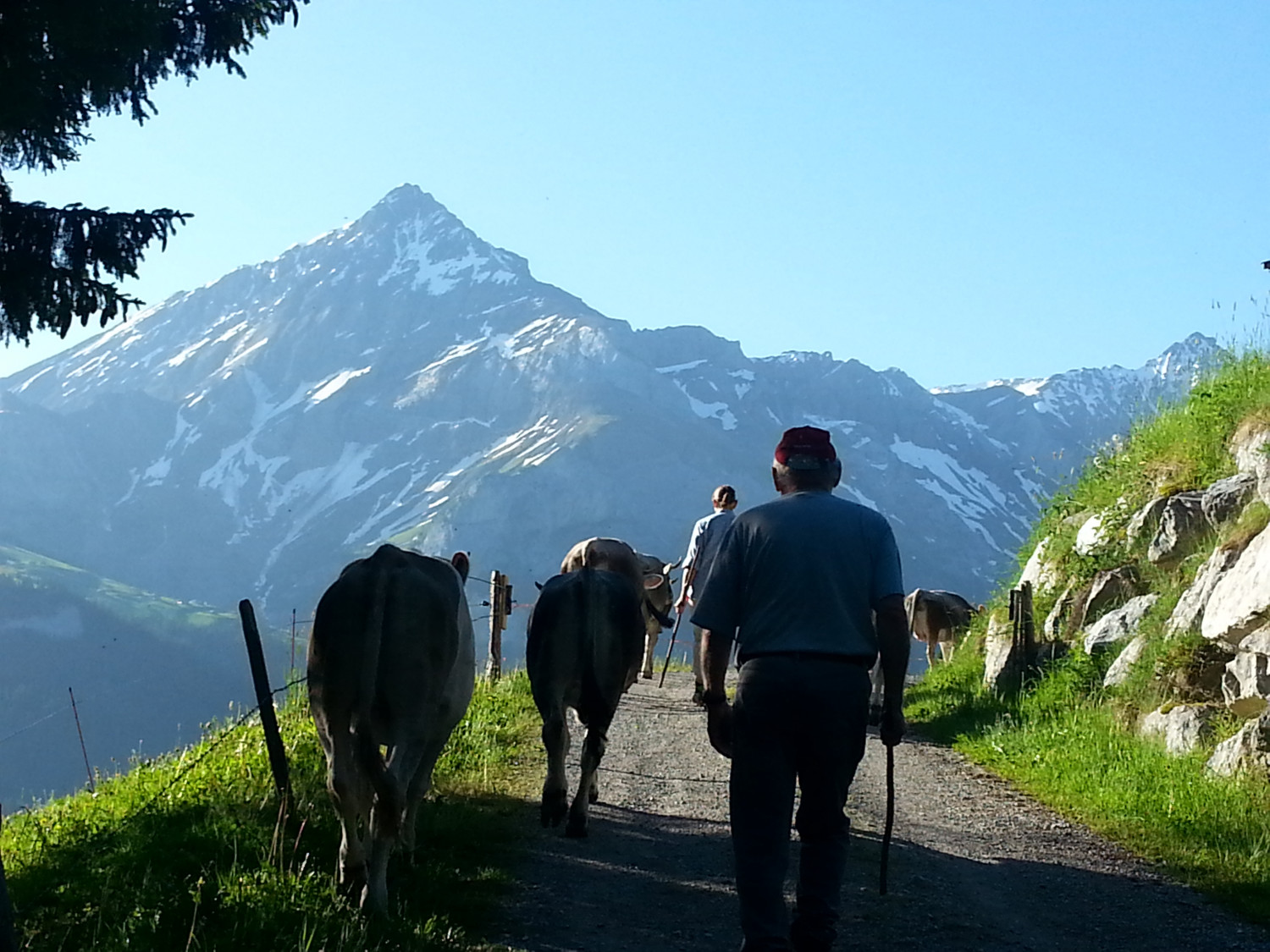 2021 Vordere Wallegg Alpaufzug Feutersoey