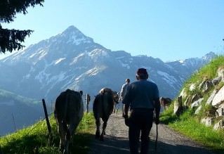 2021 Vordere Wallegg Alpaufzug Feutersoey