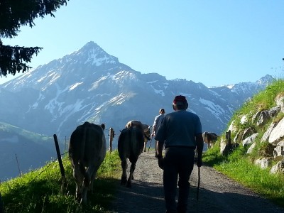 2021 Vordere Wallegg Alpaufzug Feutersoey