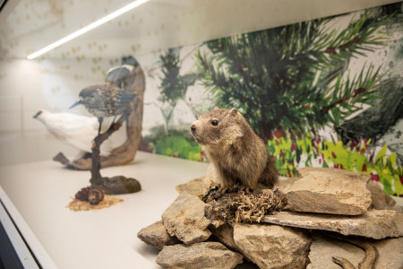 World Nature Forum Alpentiere Brig Wallis